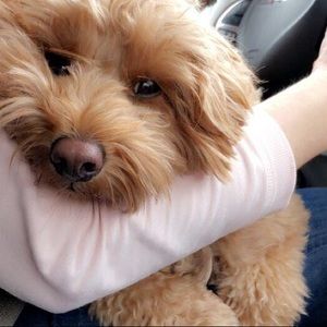 Meet your Posher, Abby